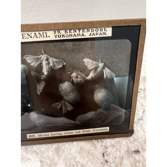 Antique Magic Glass Lantern Slide T. Enami Moths Having Come out from Cocoons JL - Picture 3 of 4
